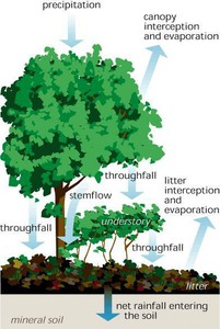 Figure 2: Water travels through the canopy