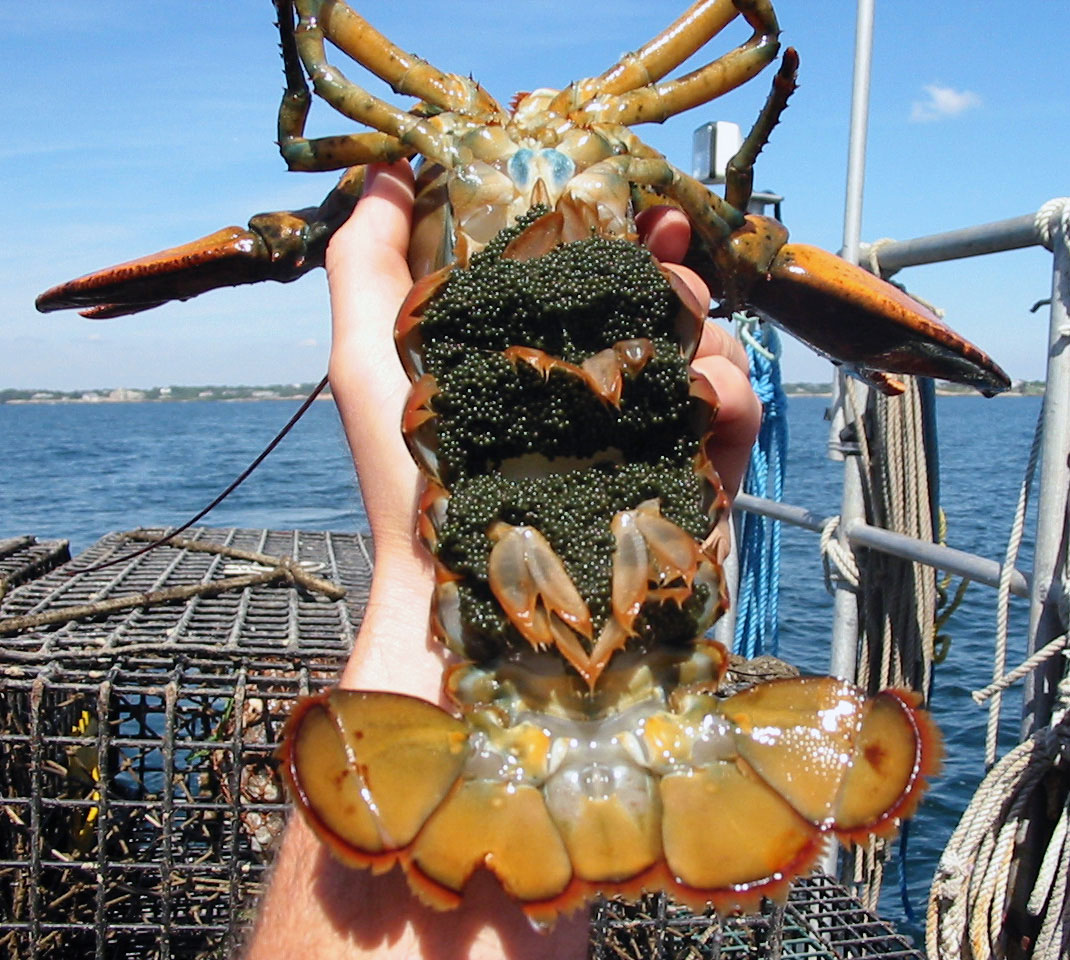 Figure 1. A “berried” female lobster carrying eggs on her pleopods. The tail flipper second from left has been notched by researchers to show that she is an active breeding female.