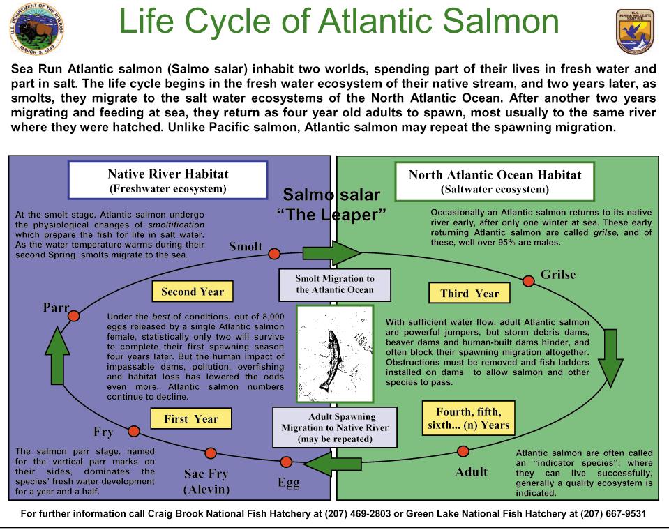 Figure 3.  Life Cycle of the Atlantic Salmon