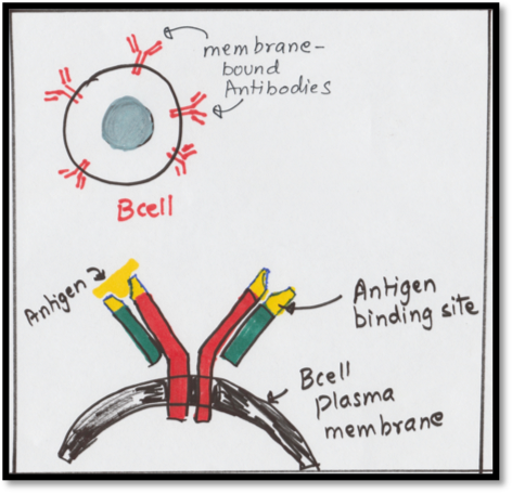 Figure 2: B cell and the Antigen-Antibody Complex