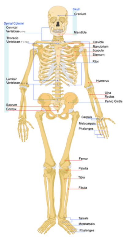 “Diagram of human skeletal system