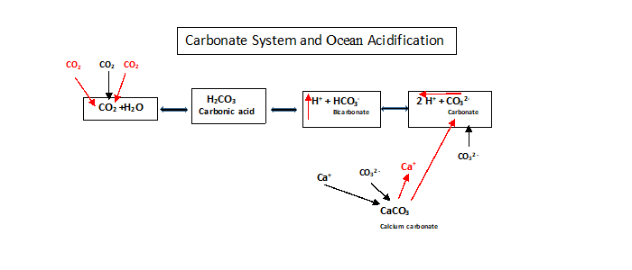 Carbonate System and Ocean Acidification (Adapted from graphics created by Chris Gobler, Stony Brook University)