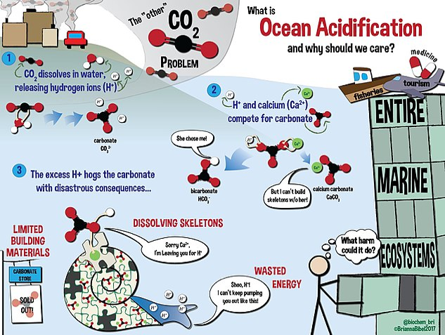 This infographic explains ocean acidification and its impact on the entire marine ecosystem. Adapted from Wikimedia Commons ( public domain)
